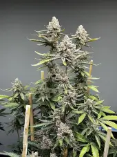 Bluemosa S1