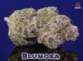 Bluemosa S1