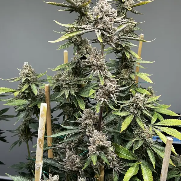 Bluemosa S1