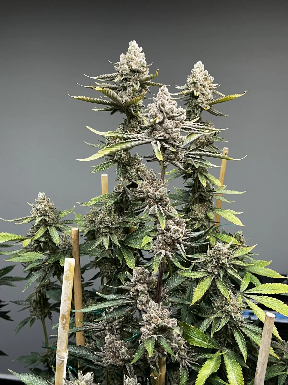 Bluemosa S1