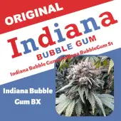 Indiana Bubble Gum BX