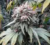 Indiana Bubble Gum BX