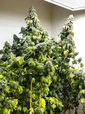Indiana Bubble Gum BX