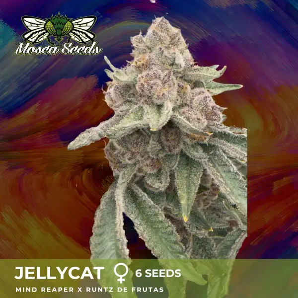 JellyCat