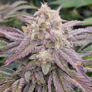 CPT OG Auto