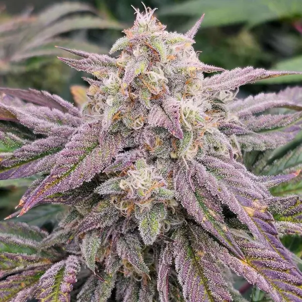 CPT OG Auto