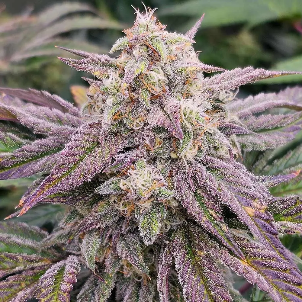 CPT OG Auto