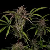Creme de la Compton F3 Auto