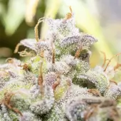 Creme de la Compton F3 Auto