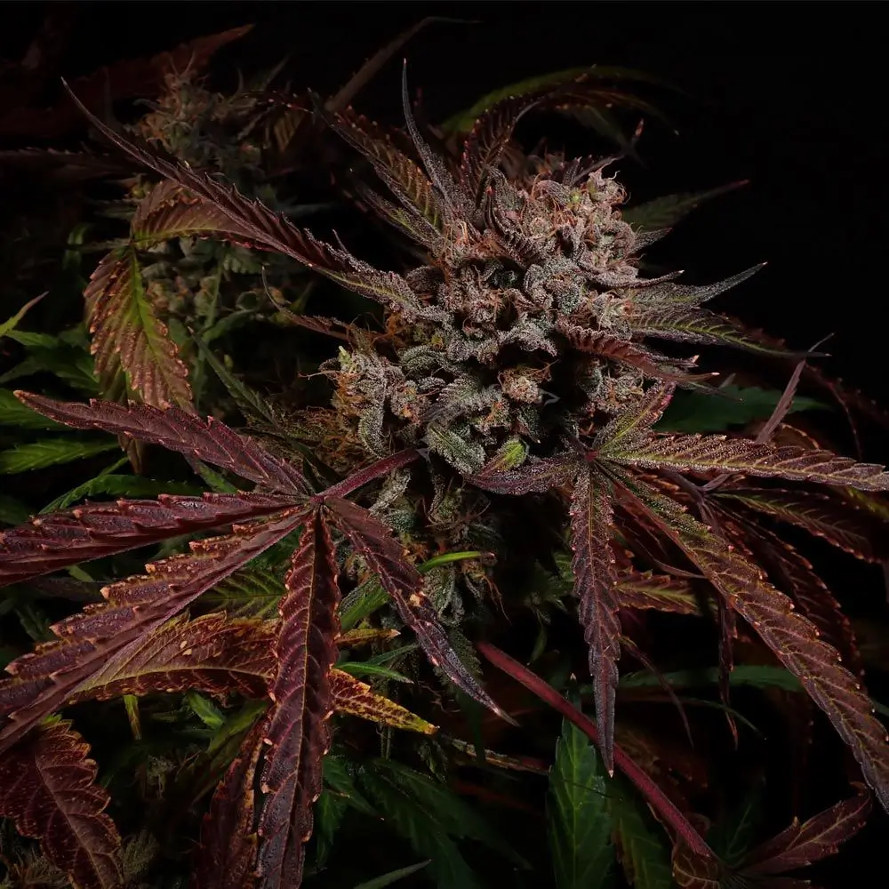 Creme De La Compton F3 Auto