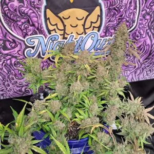 Strawberry Popesicle Auto