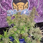 Strawberry Popesicle Auto