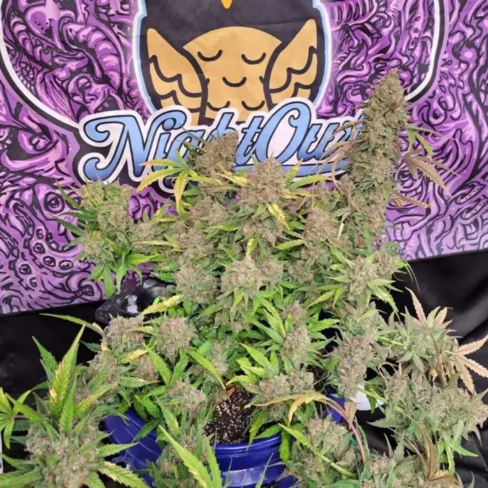 Strawberry Popesicle Auto