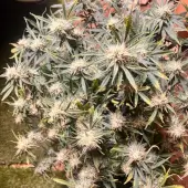 Vanilla Fizz F2