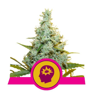 Amnesia Mac Ganja - AMG