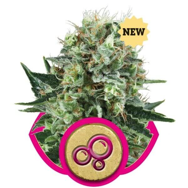 Bubble Kush: bank product photo, credit alchimiaweb.com, copyright status shown with credit copyright unverified