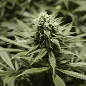 Critical Kush