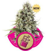 Chocolate Haze