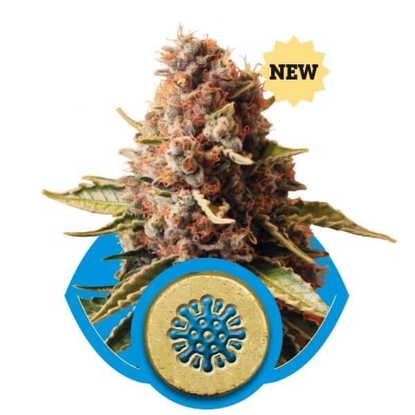 Euphoria CBD
