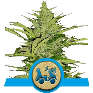 Fast Eddy CBD Auto
