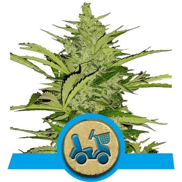 Fast Eddy Auto CBD