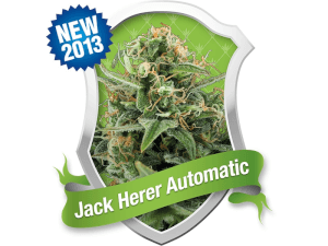 Royal Jack / Jack Herer Auto