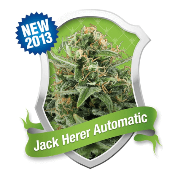 Royal Jack / Jack Herer Auto