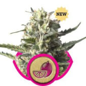 Lemon Shining Silver Haze (Lemon Haze)