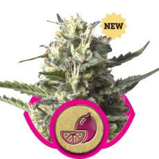 Lemon Shining Silver Haze
