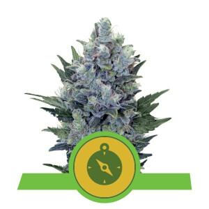 Northern Light Automatic
