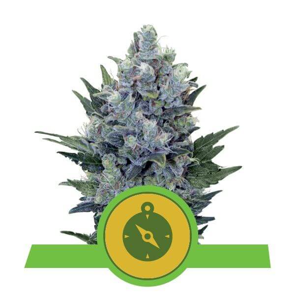 Northern Lights Auto