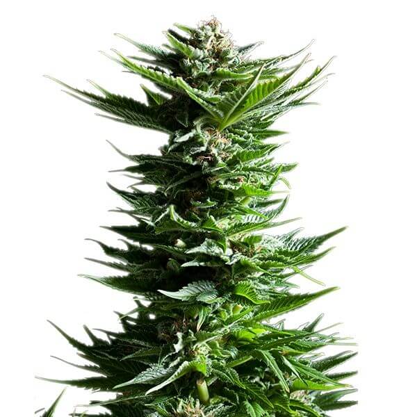 Shining Silver Haze: bank product photo, credit alchimiaweb.com, copyright status shown with credit copyright unverified