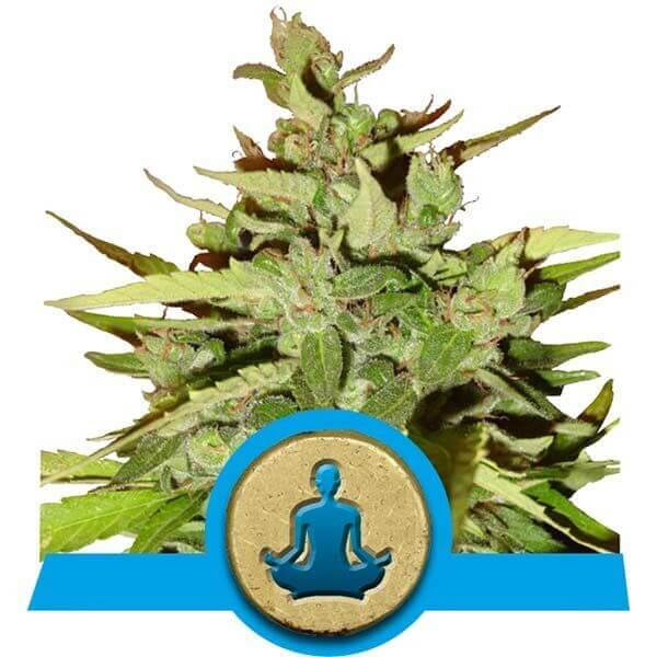 Stress Killer CBD Auto