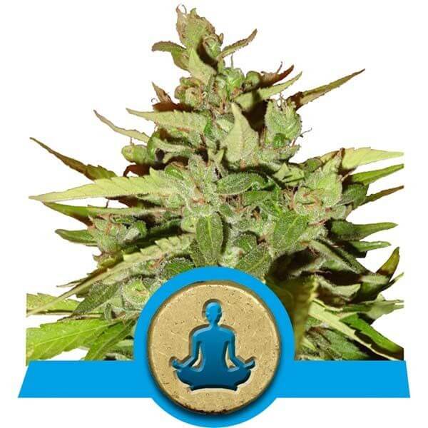 Stress Killer Auto CBD
