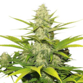 Skunk XL
