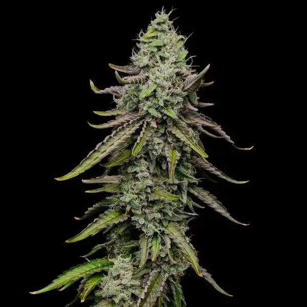 Special Kush #1