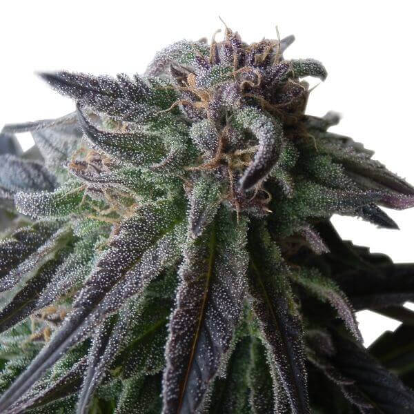Special Queen #1
