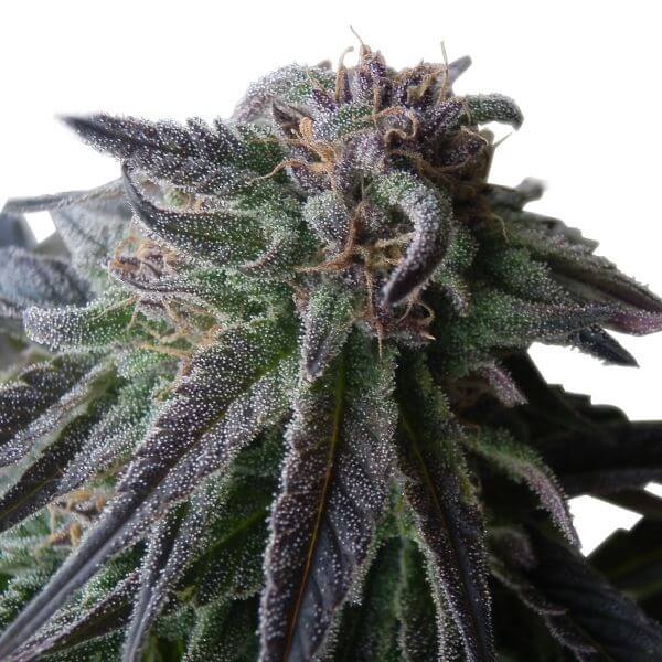 Special Queen #1