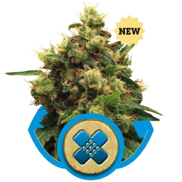 Painkiller XL CBD