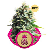 Pineapple Kush