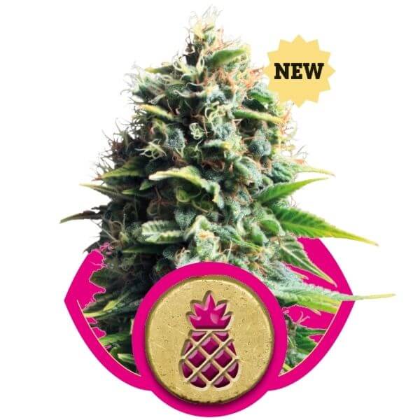 Pineapple Kush: bank product photo, credit alchimiaweb.com, copyright status shown with credit copyright unverified