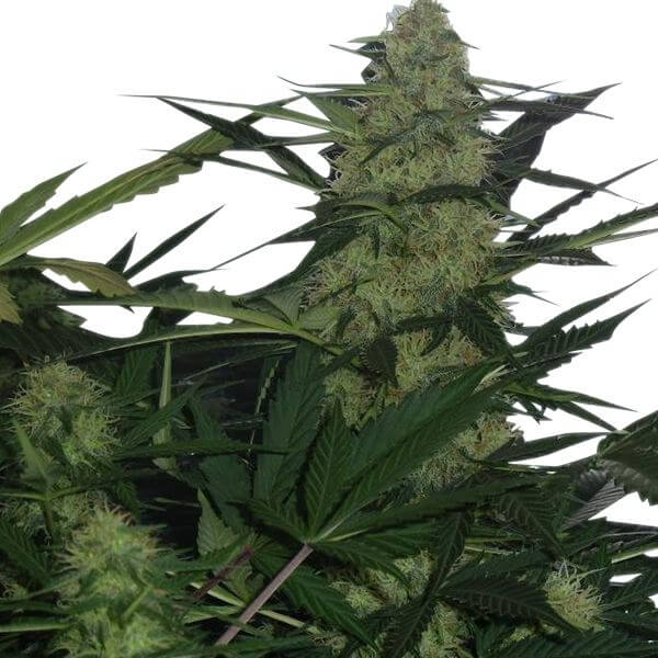 Royal AK Auto