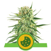 Royal Cookies Automatic