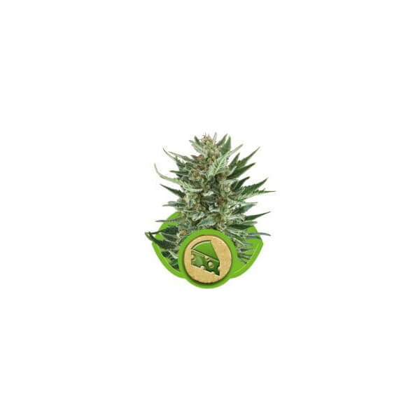 Royal Cheese Auto