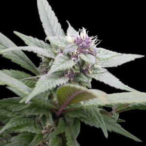 Royal Bluematic