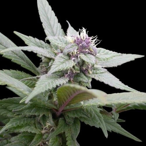 Royal Bluematic Auto