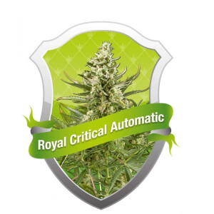 Royal Critical Auto