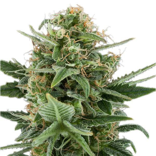 Royal Dwarf Auto