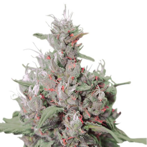 Royal Creamatic Auto