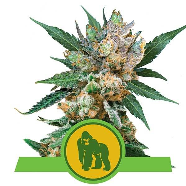 Royal Gorilla Auto